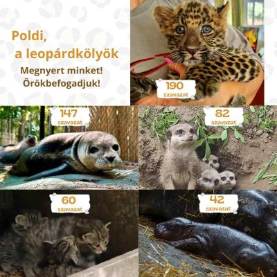 Örökbefogadjuk Poldit!