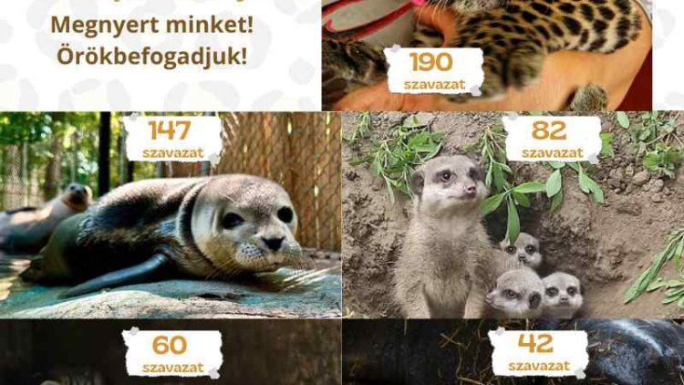 Örökbefogadjuk Poldit!