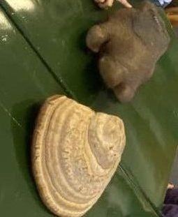 it4-e1739830849434.jpg
