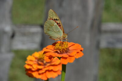 Élménybeszámoló a „Zöld ujjak” projektről