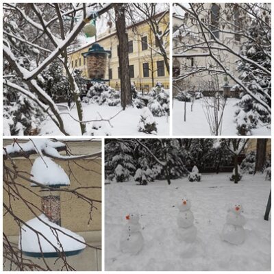 A hóban és a nagy hidegben gyakrabban töltöttük a madáretetőket