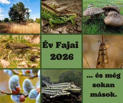 Év élőlényei 2026