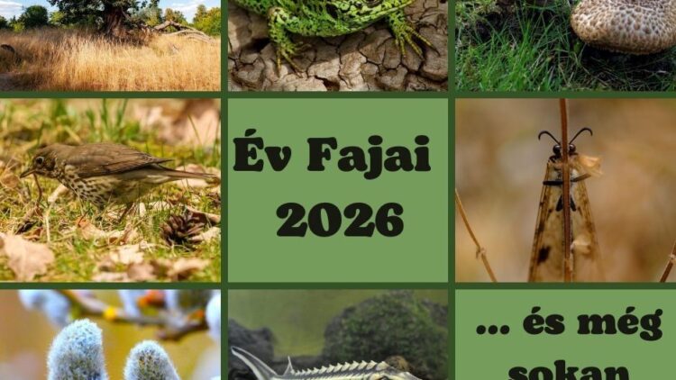 Év élőlényei 2026