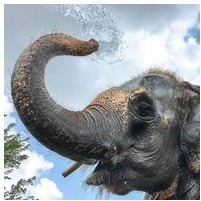 01_indiai_elefant.jpg