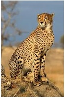 04_gepard.jpg